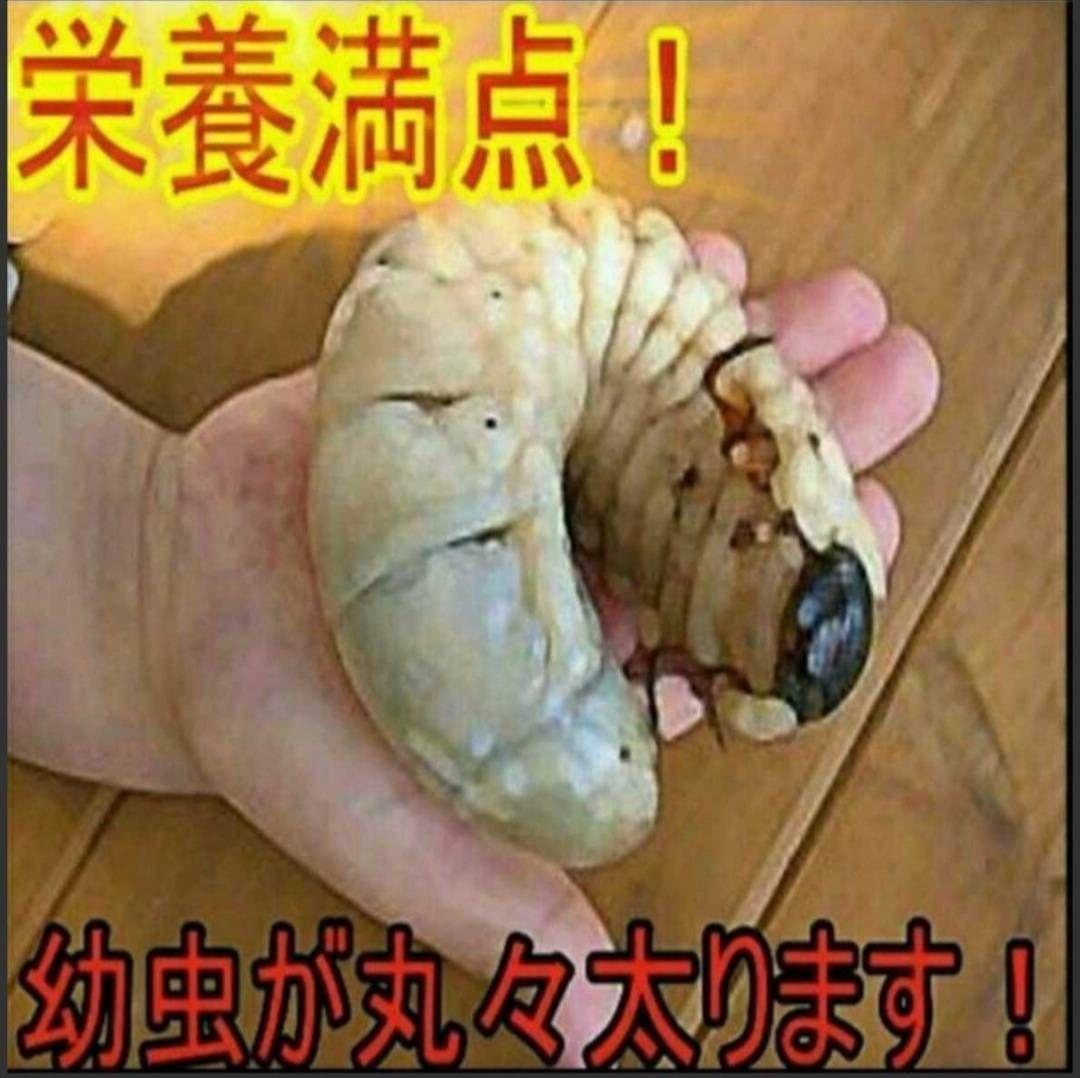 カブトムシ幼虫が大きくなる！栄養価抜群の発酵マット【60リットル】チャック付袋