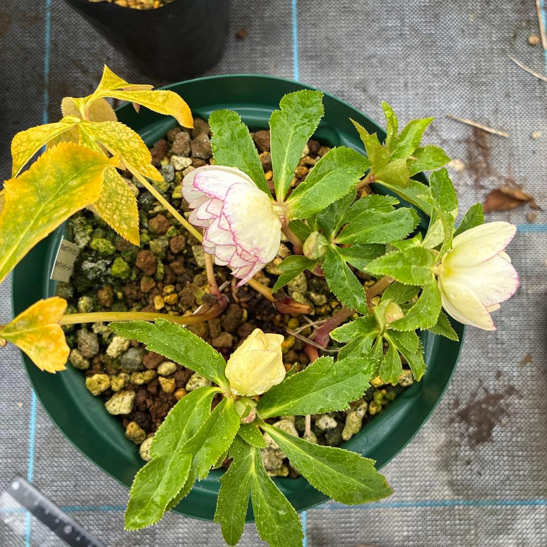 フラメンコママさん専用　2点