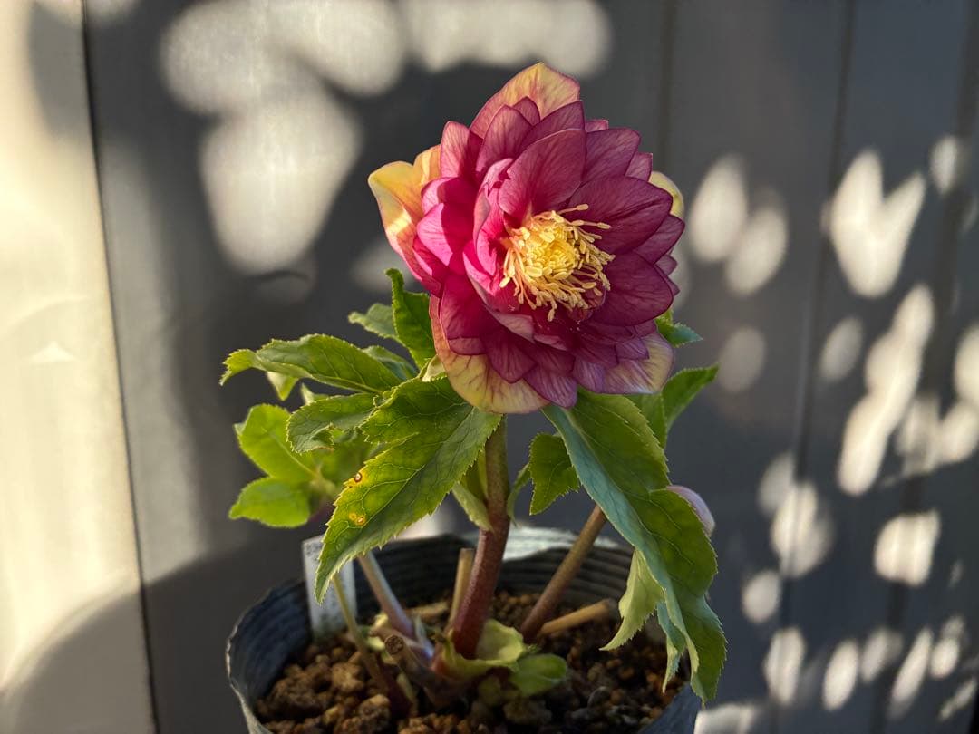 アオサ♡DDレッドゴールド白抜け　整形花