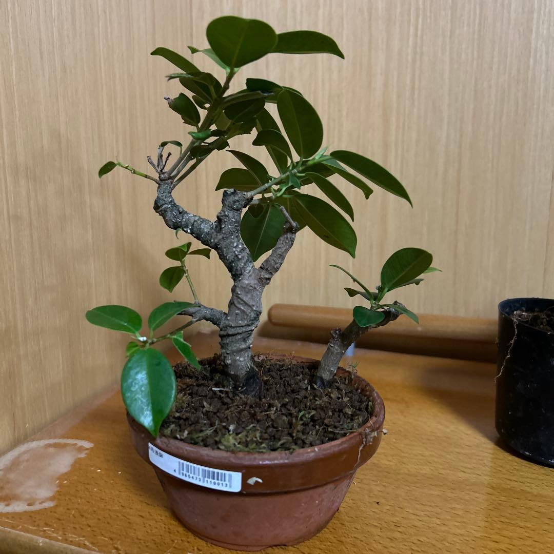 ガジュマル盆栽3本セット