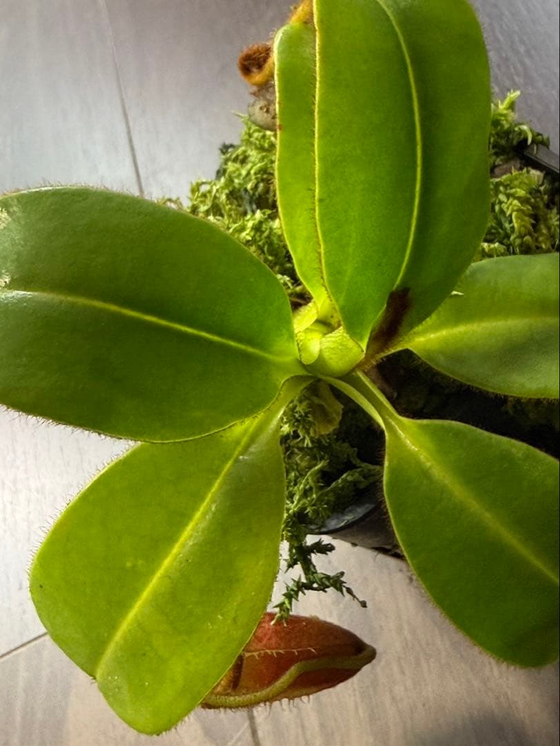 食虫植物N. villosa Kinabalu WP (ネペンテス　ビロサ)