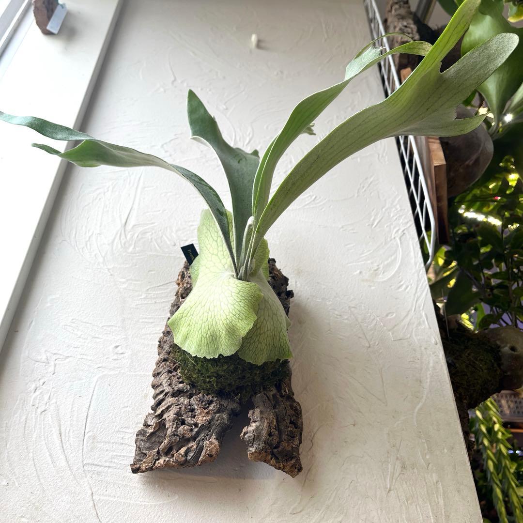 ビカクシダ　ペドロタツタ　コルク付け