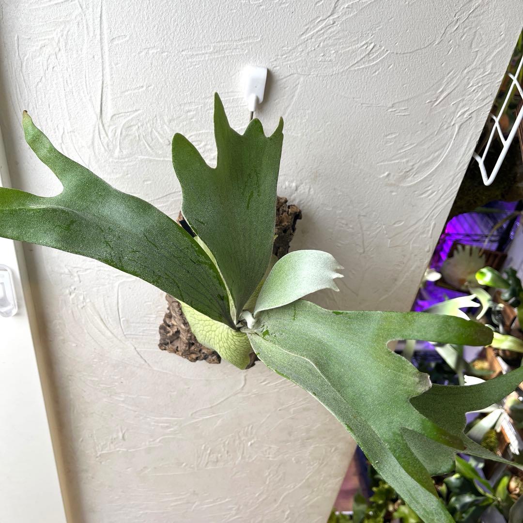 ビカクシダ　ペドロタツタ　コルク付け