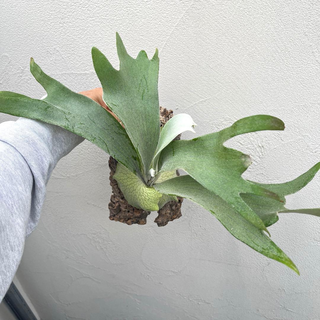 ビカクシダ　ペドロタツタ　コルク付け