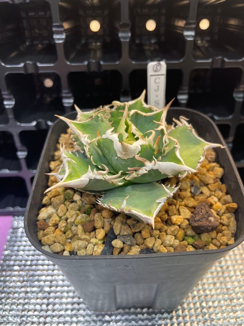 TAKENOKO SHOP アガベチタノタホオジロザメCJスペシャル ⑤