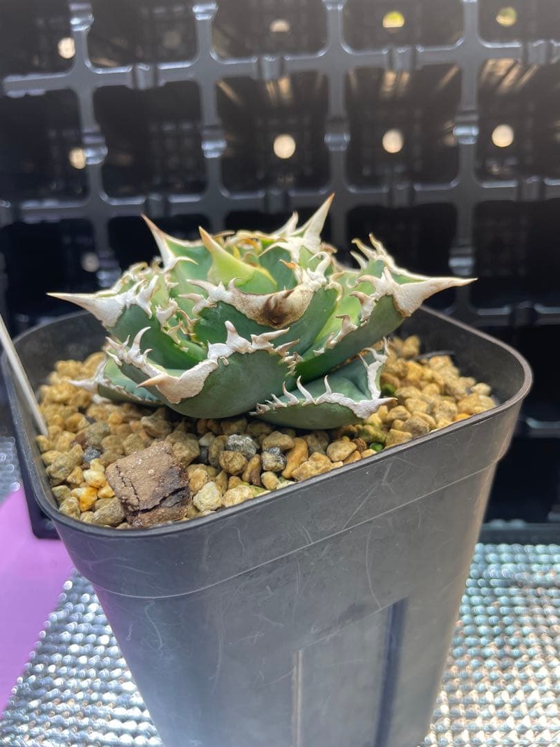 TAKENOKO SHOP アガベチタノタホオジロザメCJスペシャル ⑤