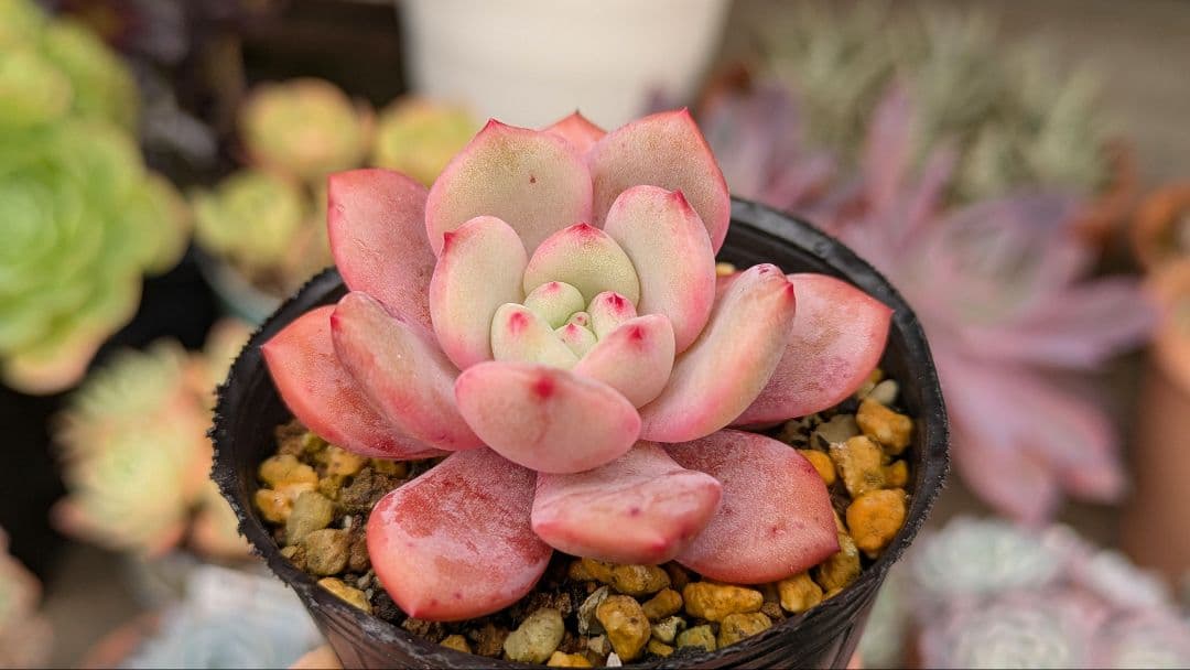 血斑入りアリエル 韓国苗 葉挿し 多肉植物 血しぶき