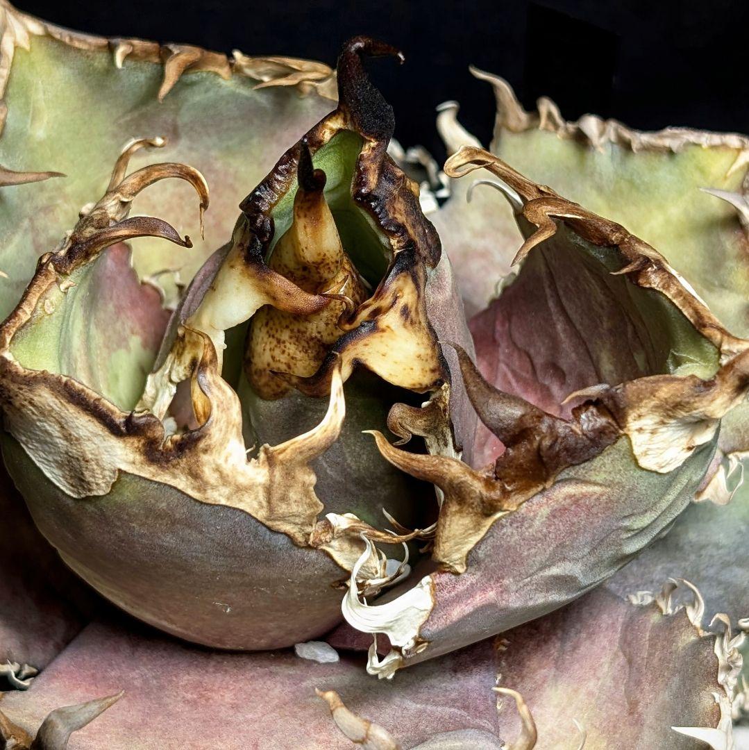 【超優良血統 親株】金剛／King kong 　heartPlants様タグ付