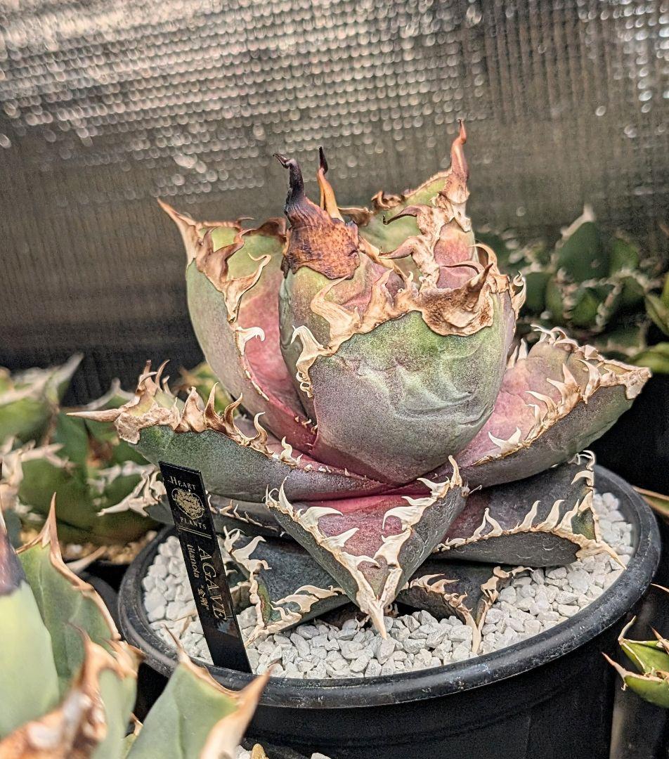 【超優良血統 親株】金剛／King kong 　heartPlants様タグ付