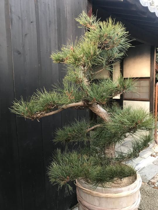 赤松