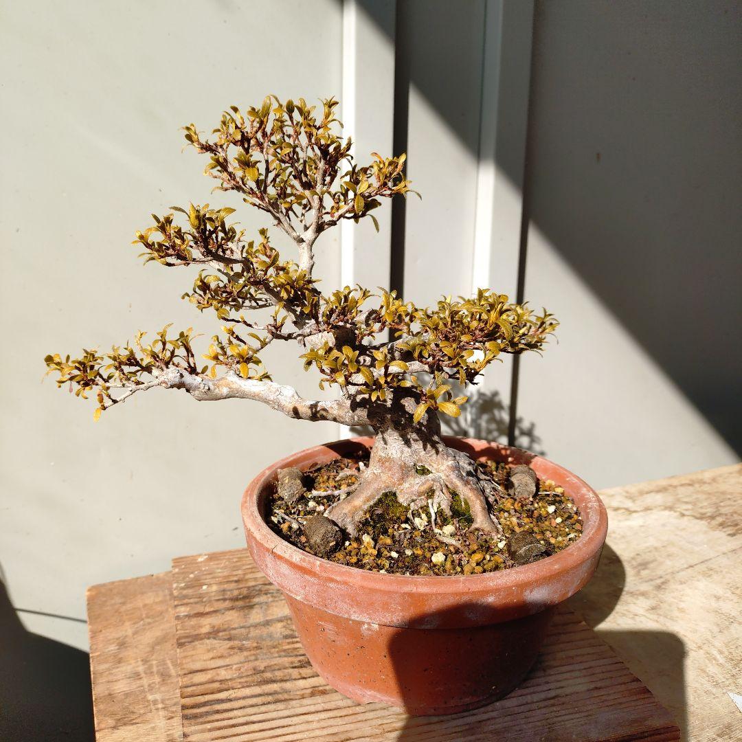 皐月盆栽　日光　高20cm