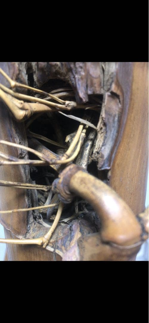 変竹竹花入　表千家流久田家　無適斎(久田宗也十一代)好み　書付　花押