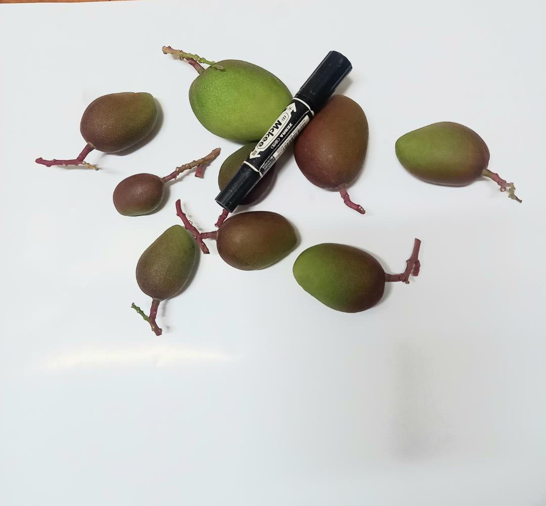 マンゴー+摘果 /15 kg including box