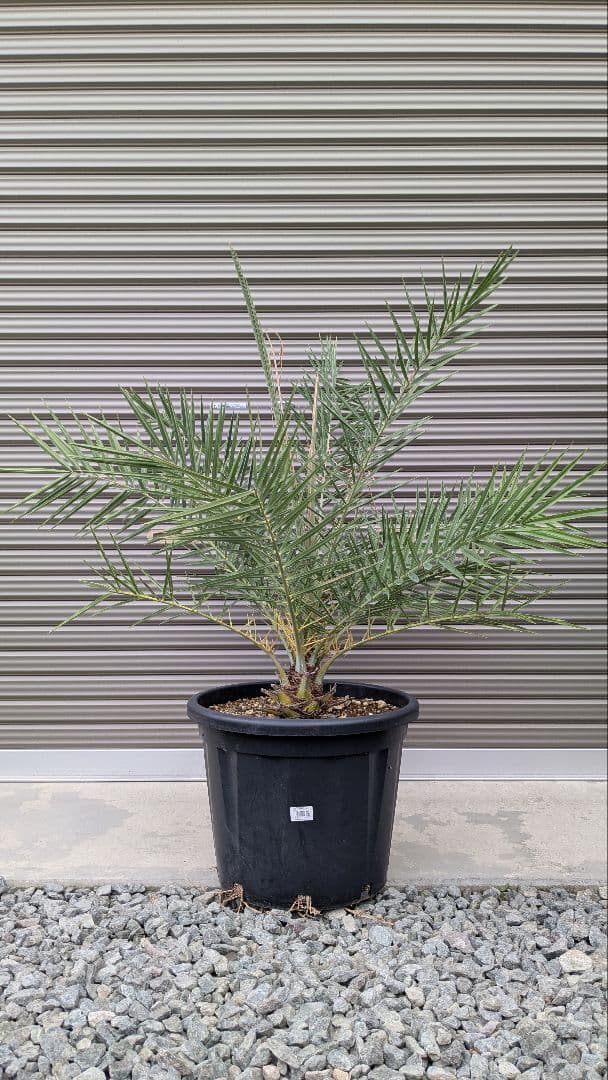 シルバーデーツパーム　シルベストリス　大苗　ヤシ