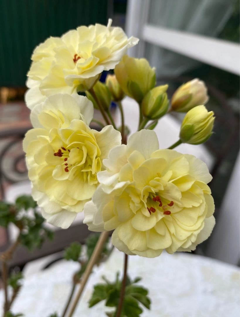花 U