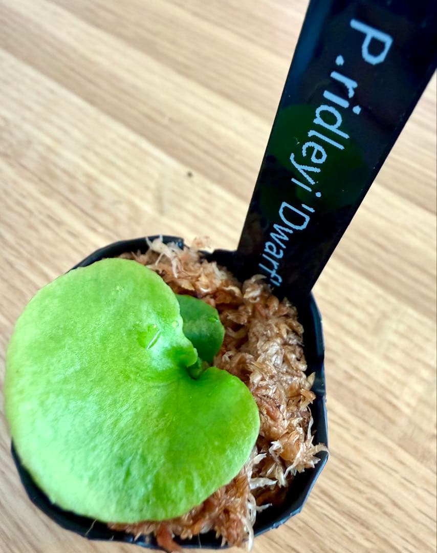 ビカクシダ　セット　マダガスカリエンセ　リドレイ　ドワーフなど