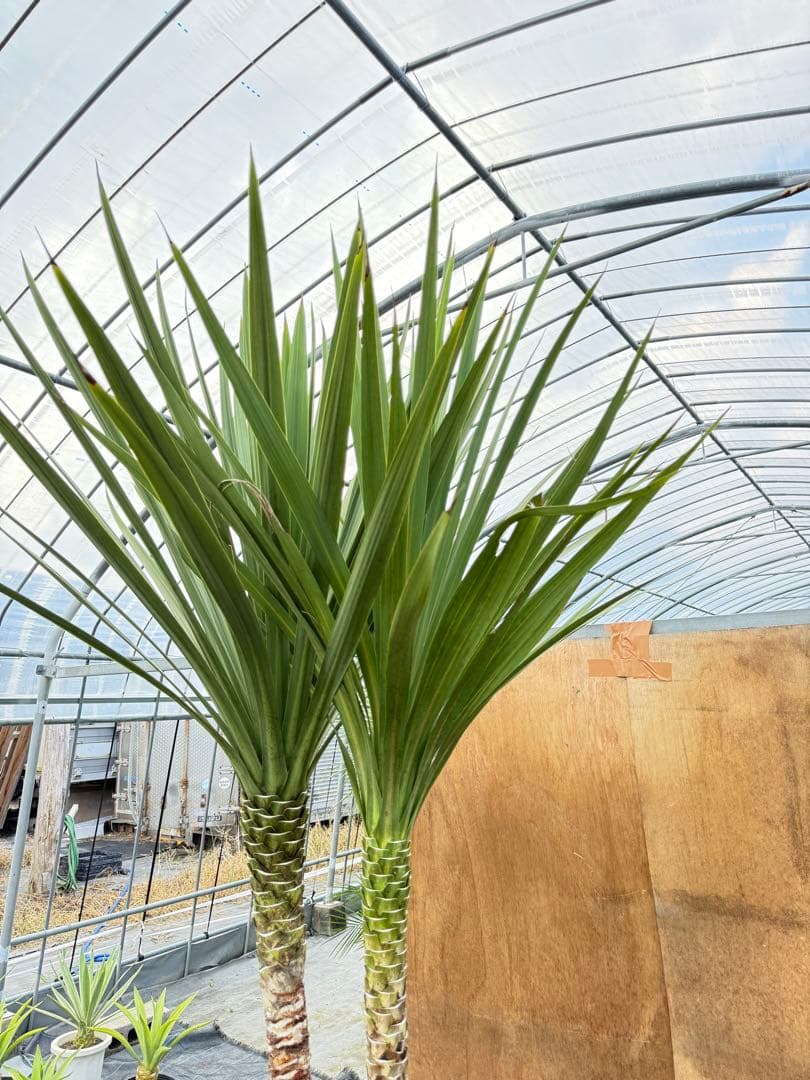 ドラセナ・ニオイシュロラン 2本立 根巻き済み 高さ約2.5m シンボルツリー