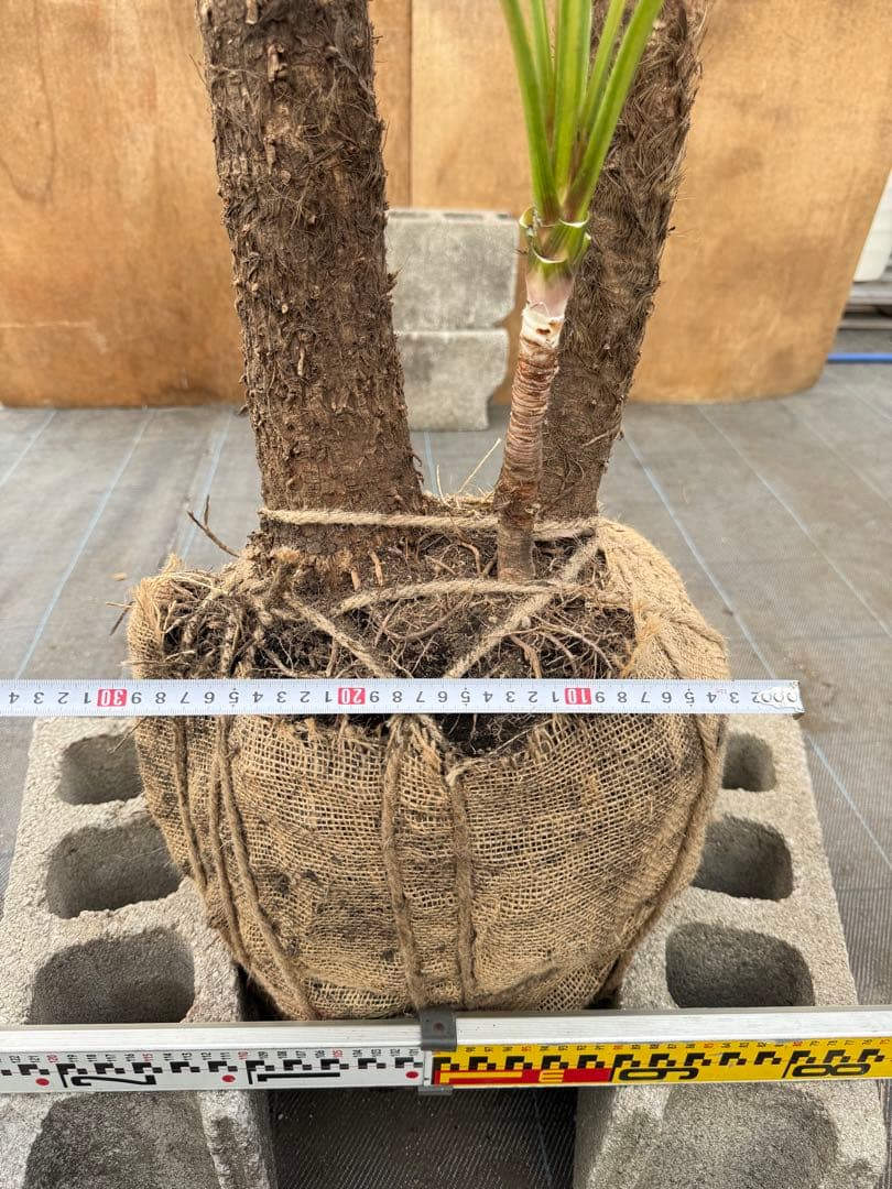 ドラセナ・ニオイシュロラン 2本立 根巻き済み 高さ約2.5m シンボルツリー