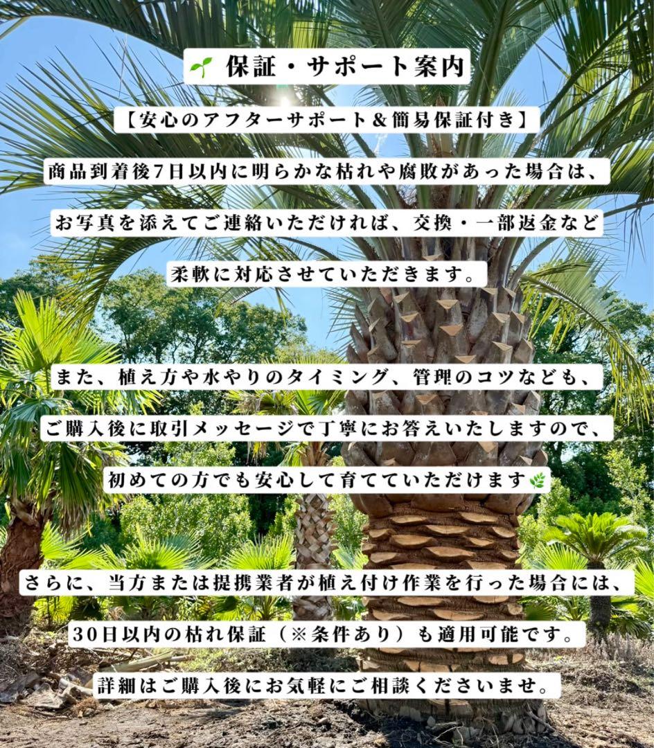 ドラセナ・ニオイシュロラン 2本立 根巻き済み 高さ約2.5m シンボルツリー