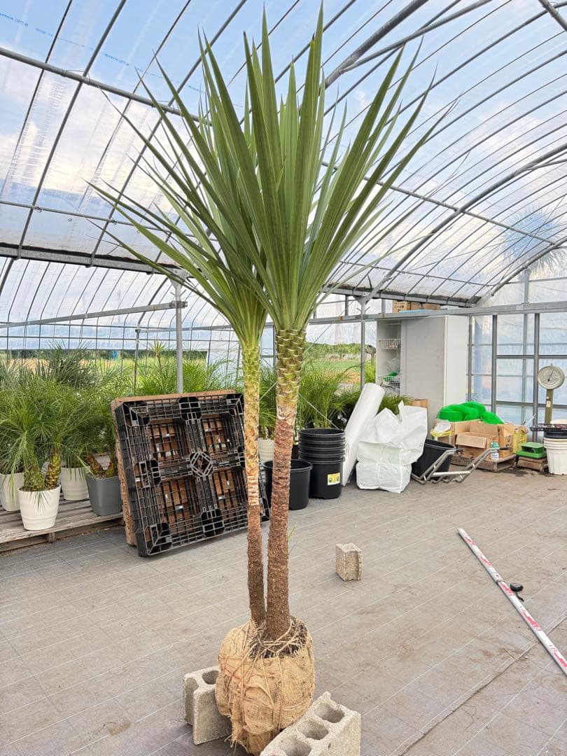 ドラセナ・ニオイシュロラン 2本立 根巻き済み 高さ約2.5m シンボルツリー