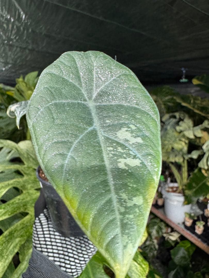 1アロカシア　マハラニ　アルボ　美株　送料込み