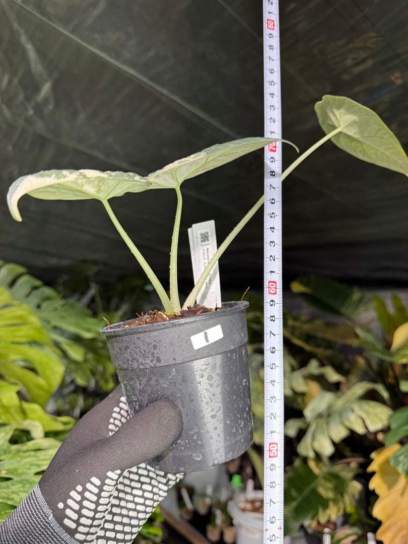 1アロカシア　マハラニ　アルボ　美株　送料込み