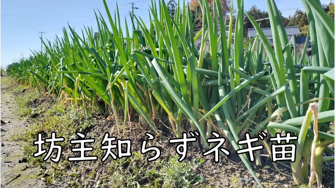 ぼうずしらずねぎ苗　80本（畑での生育が良い様に、根と葉を沢山残して発送します）