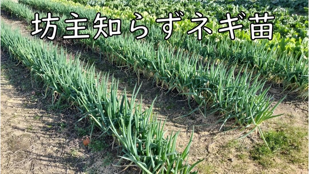 ぼうずしらずねぎ苗　80本（畑での生育が良い様に、根と葉を沢山残して発送します）