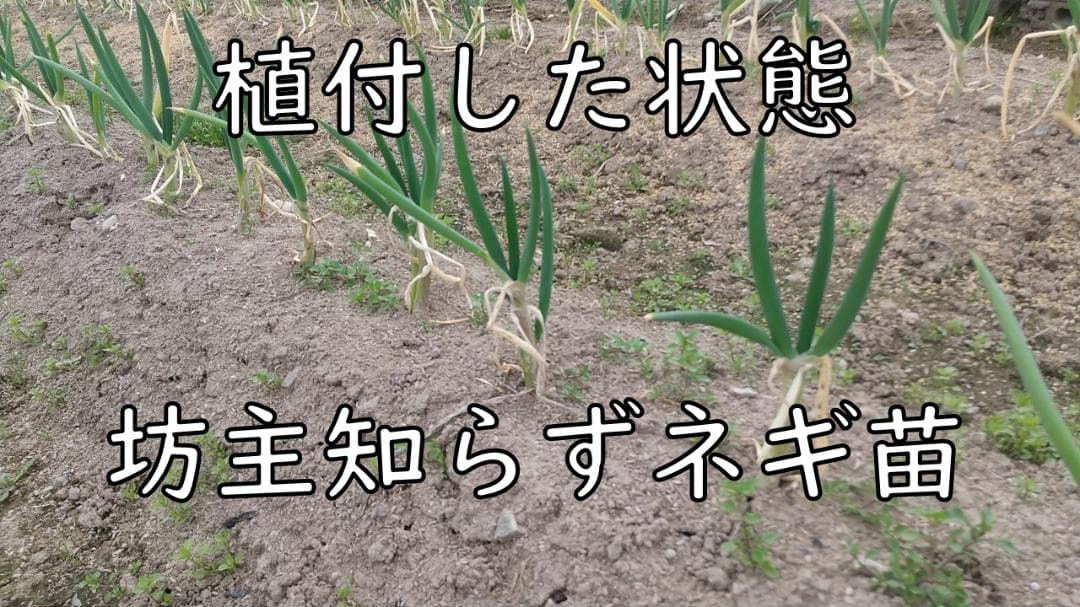 ぼうずしらずねぎ苗　80本（畑での生育が良い様に、根と葉を沢山残して発送します）