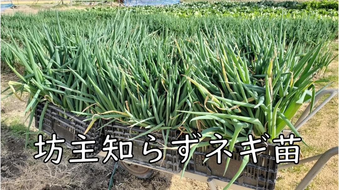 ぼうずしらずねぎ苗　80本（畑での生育が良い様に、根と葉を沢山残して発送します）