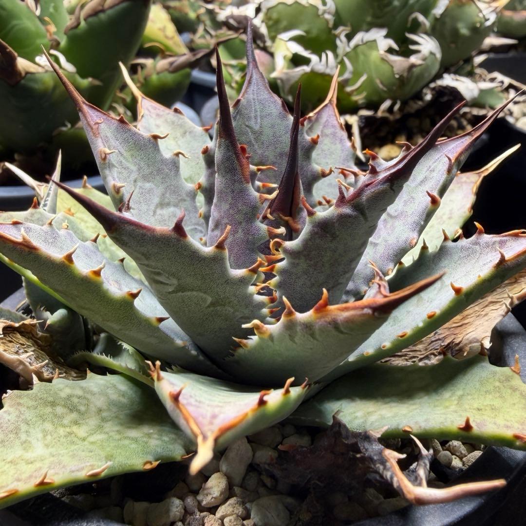 【希少 ハイブリッド 連刺】 血雨雷神 × ネバデンシス マンガベ × アガベ