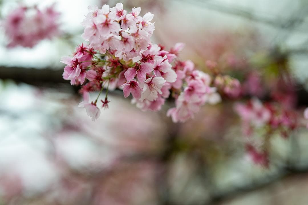 【美品】NIKKOR Z 135mm f/1.8 S Plena