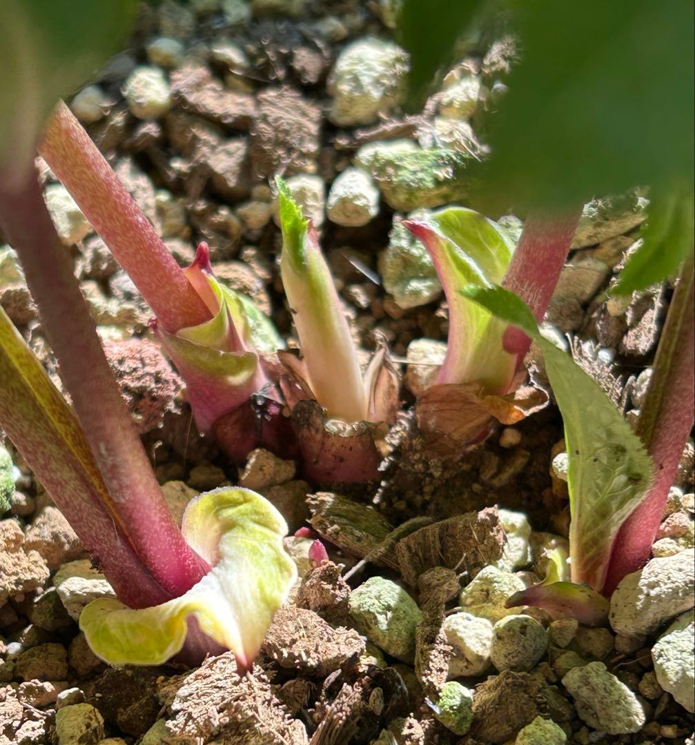 クリスマスローズ　大木ナーサリー　foujita フジタ　ss 未株分け　6号