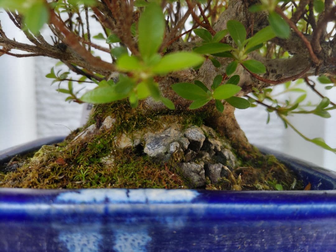 皐月　　品種、明美の月　　早い者勝ち