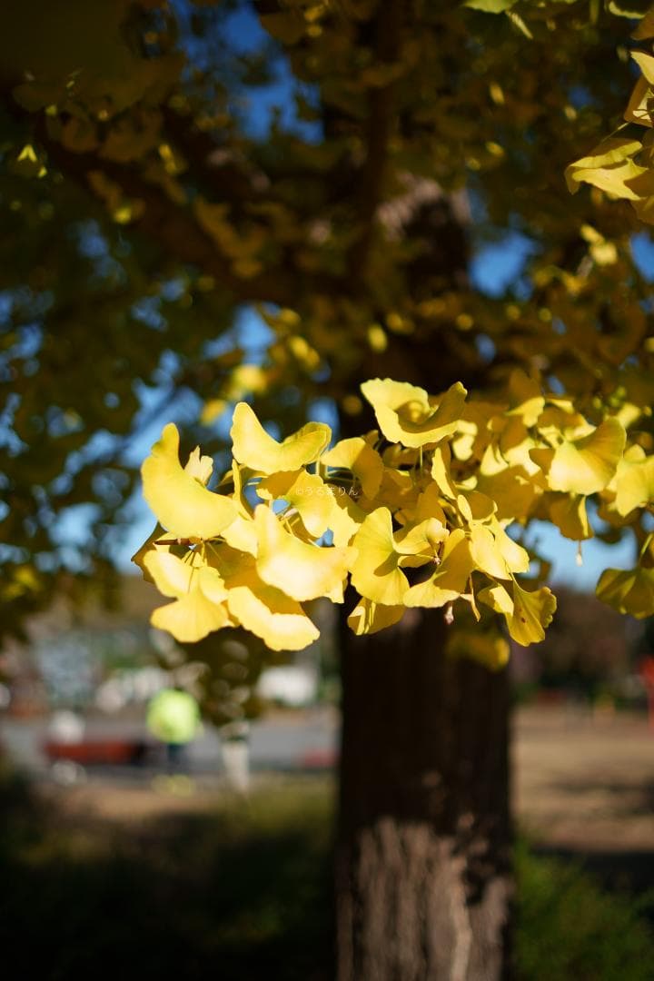白いスナイパー！SIRUI Suniper 23mm F1.2 ASP-C AF