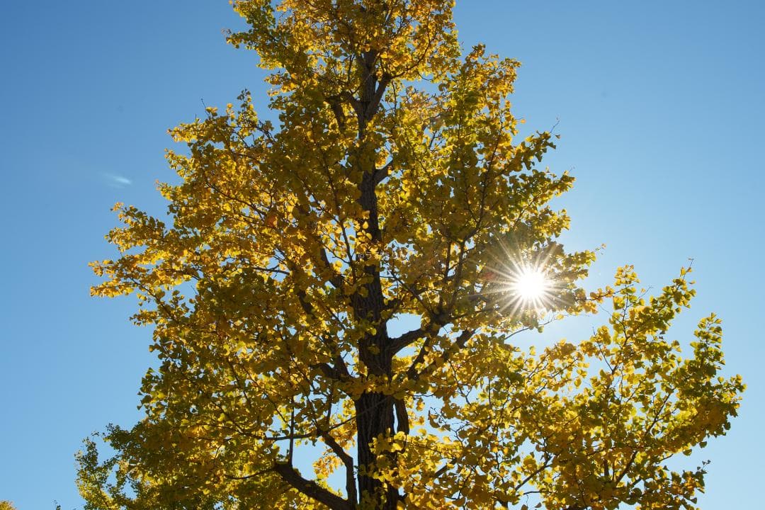 白いスナイパー！SIRUI Suniper 23mm F1.2 ASP-C AF