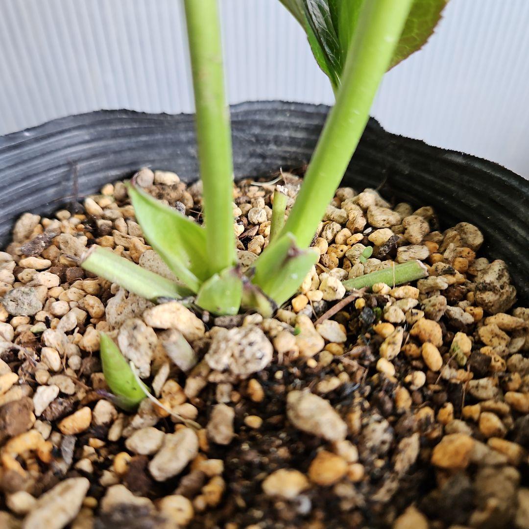 ㉖-447クリスマスローズ