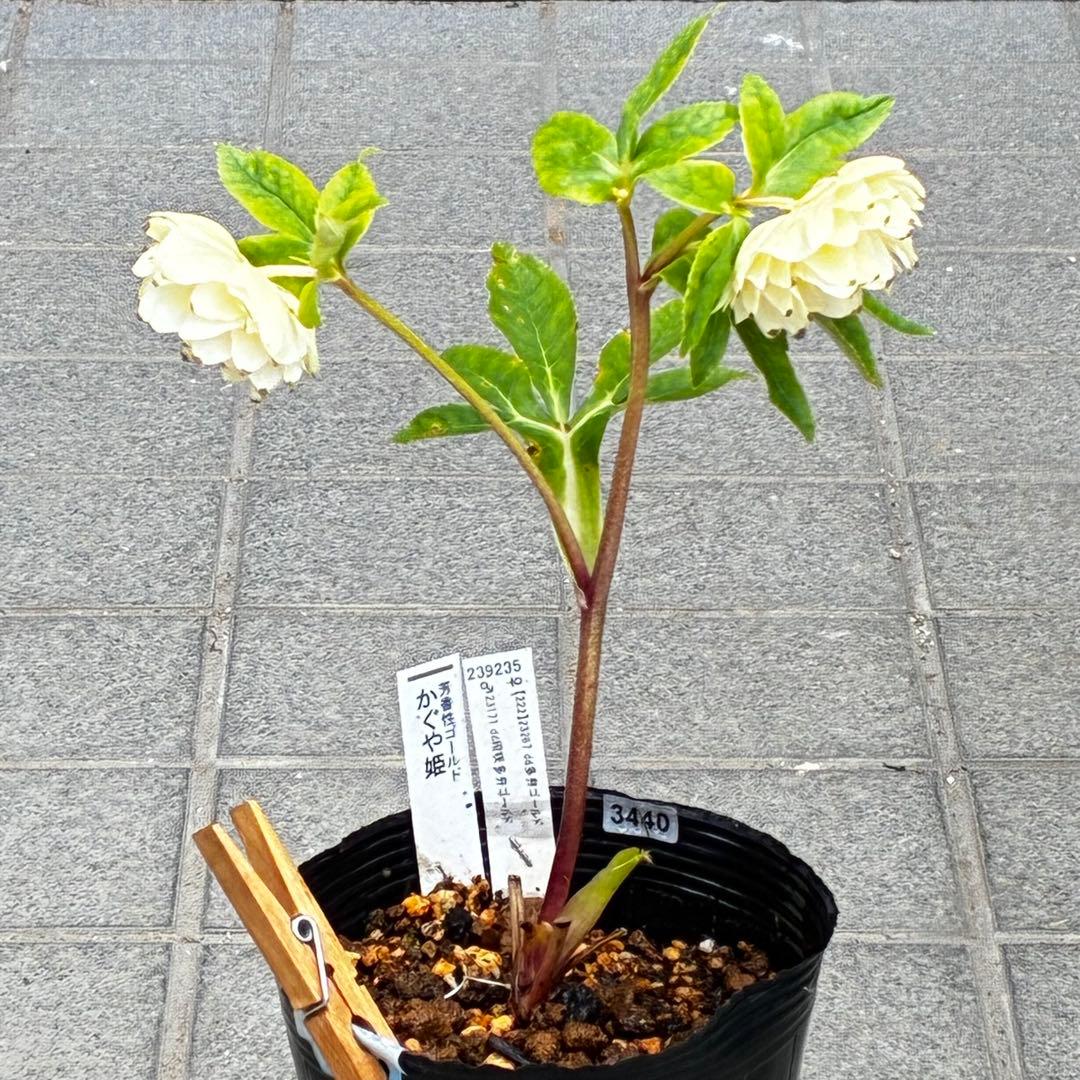 オ*ン様 3440☘️花、タグ付☘️かぐや姫⭐️爽やか強香⭐️コロコロ⭐️加藤農