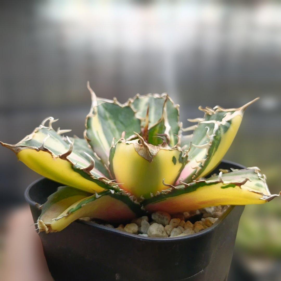 アガベ　チタノタ　白鯨　白鯨錦　縞斑　乱れ斑