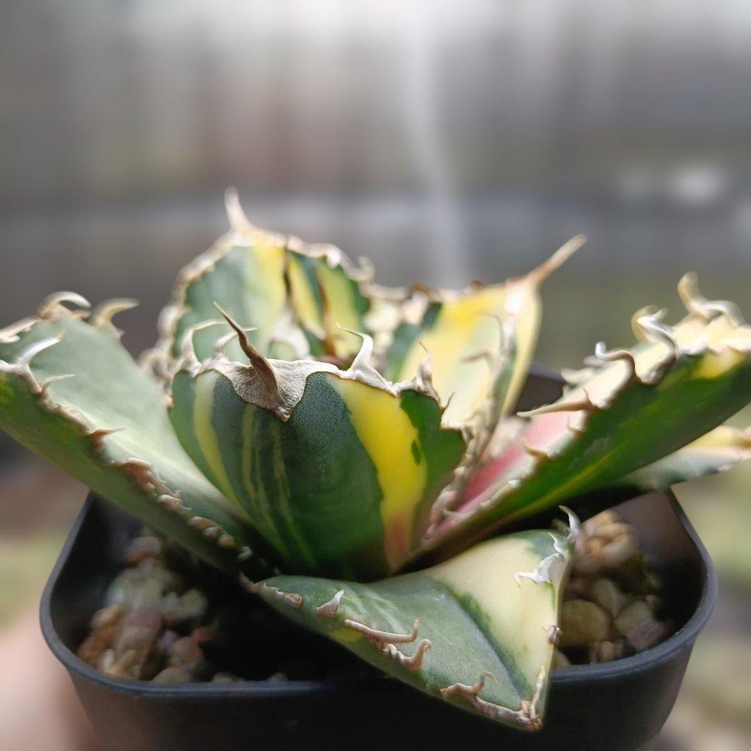 アガベ　チタノタ　白鯨　白鯨錦　縞斑　乱れ斑