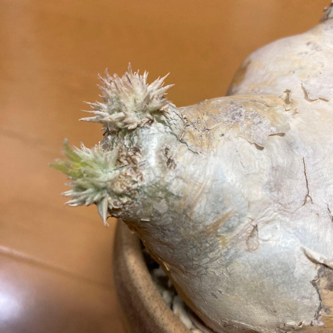 秋の値下げ❕パキポディウム　ブレビカウレ　恵比寿笑　鉢付き