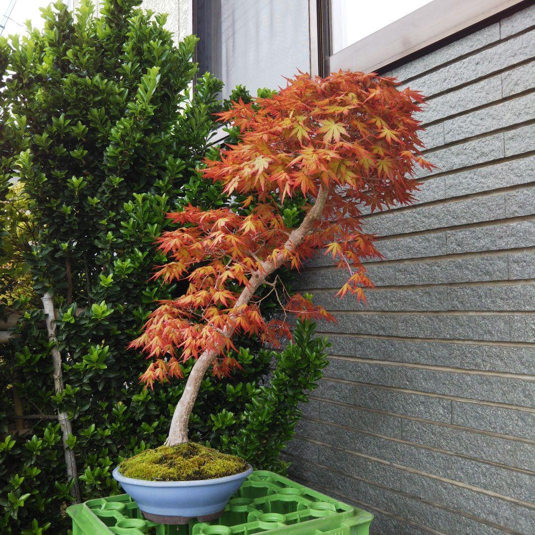 紅葉盆栽 鉢ごと発送 もみじ一鉢 実生25年 文人 盆栽 送料無料 BONSAI