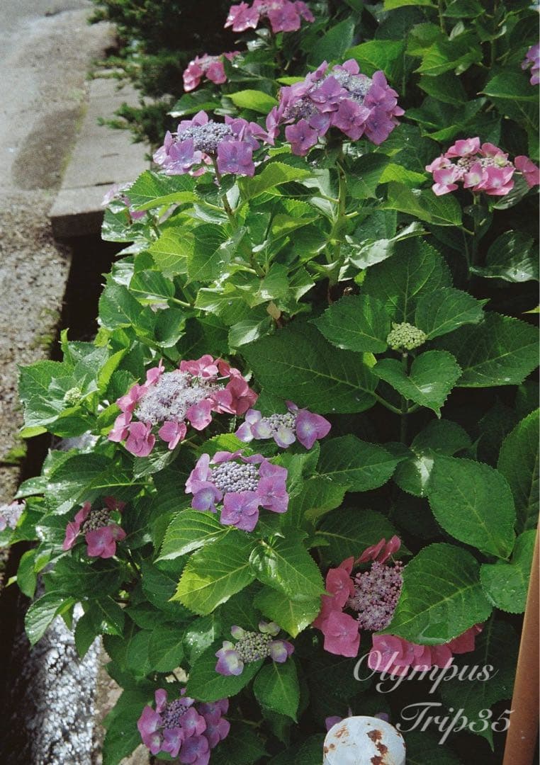 オリンパス trip35 ブラック★作例多数★完動品・美品・整備品