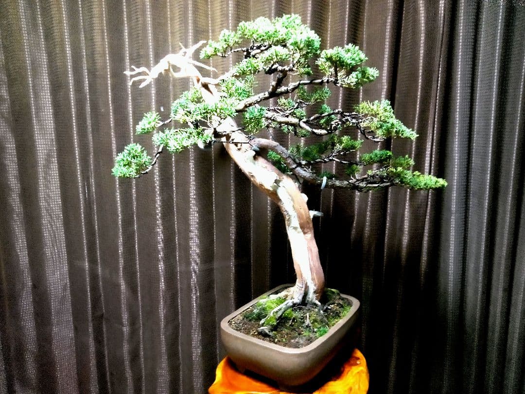 【樹高66㎝大品真柏盆栽】　　⭕樹齢50年超…セール品❗　　　 ★セール延長中★