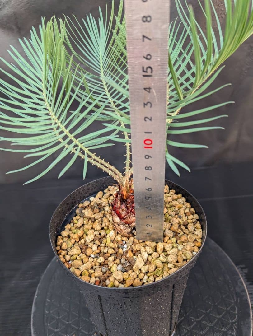 決算創業祭 お買い得 サイカスカイルンシアナ ウネリ葉 貴重 レア