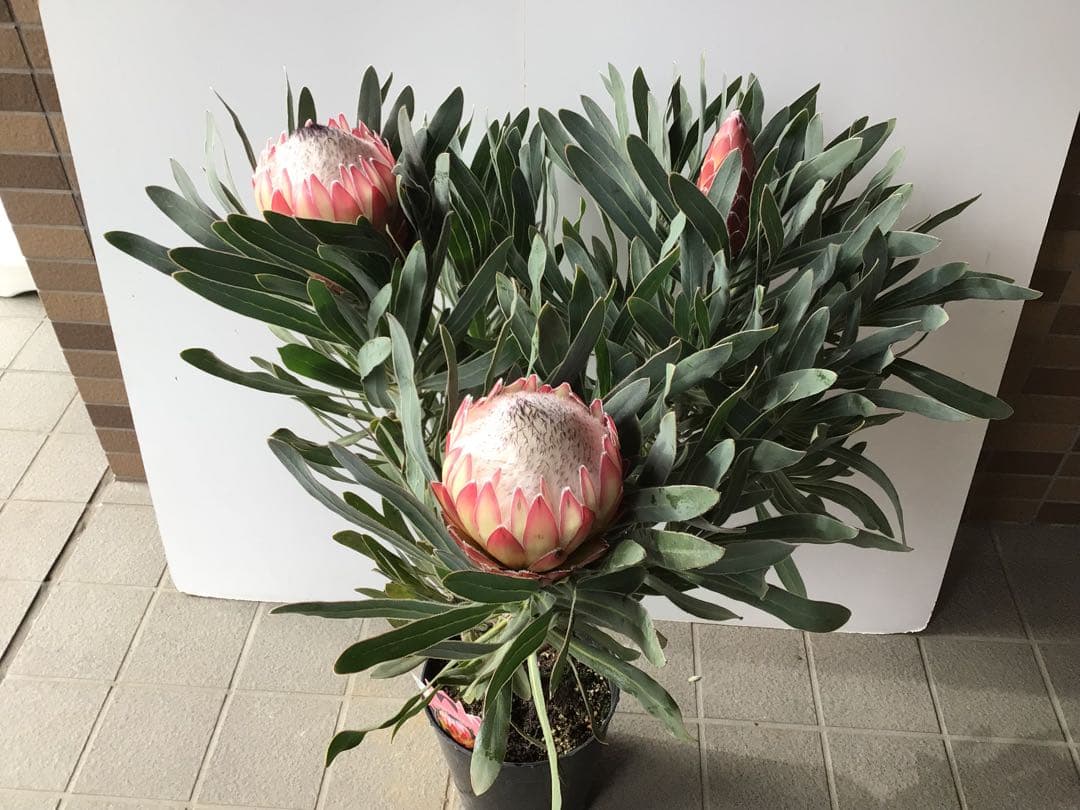 幹が太く根もしっかり張ってるプロテア・ポッサムマジック4輪咲き