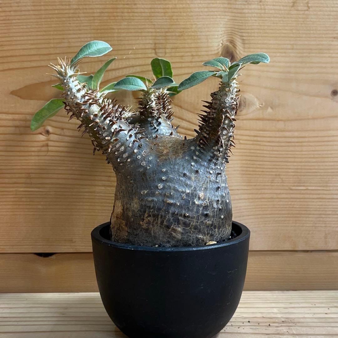 パキポディウム マカイエンセ現地球 発根済 塊根幅約7.2cm 現品鉢ごと発送