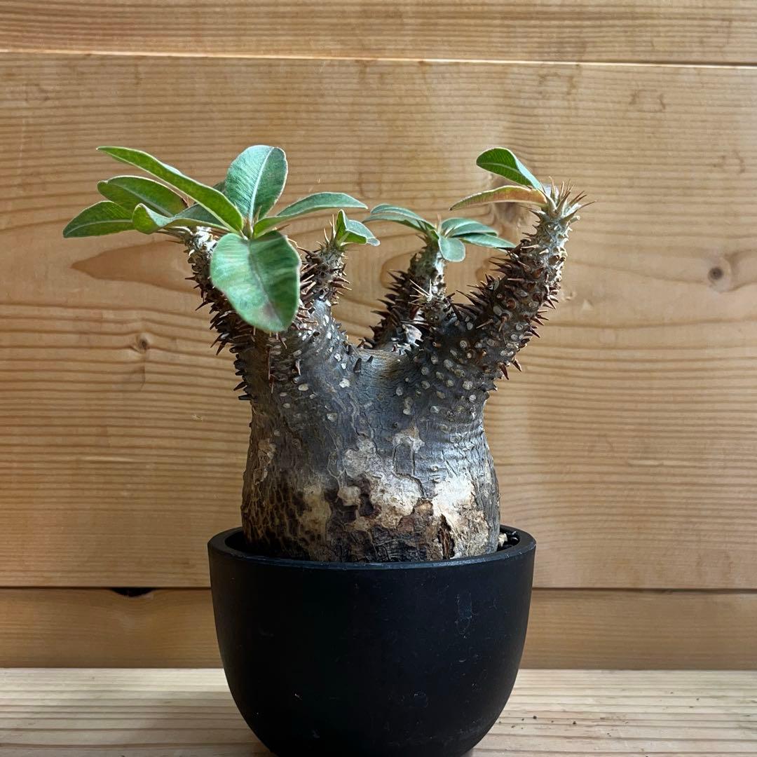 パキポディウム マカイエンセ現地球 発根済 塊根幅約7.2cm 現品鉢ごと発送