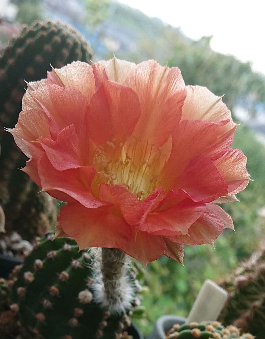 花 サボテン