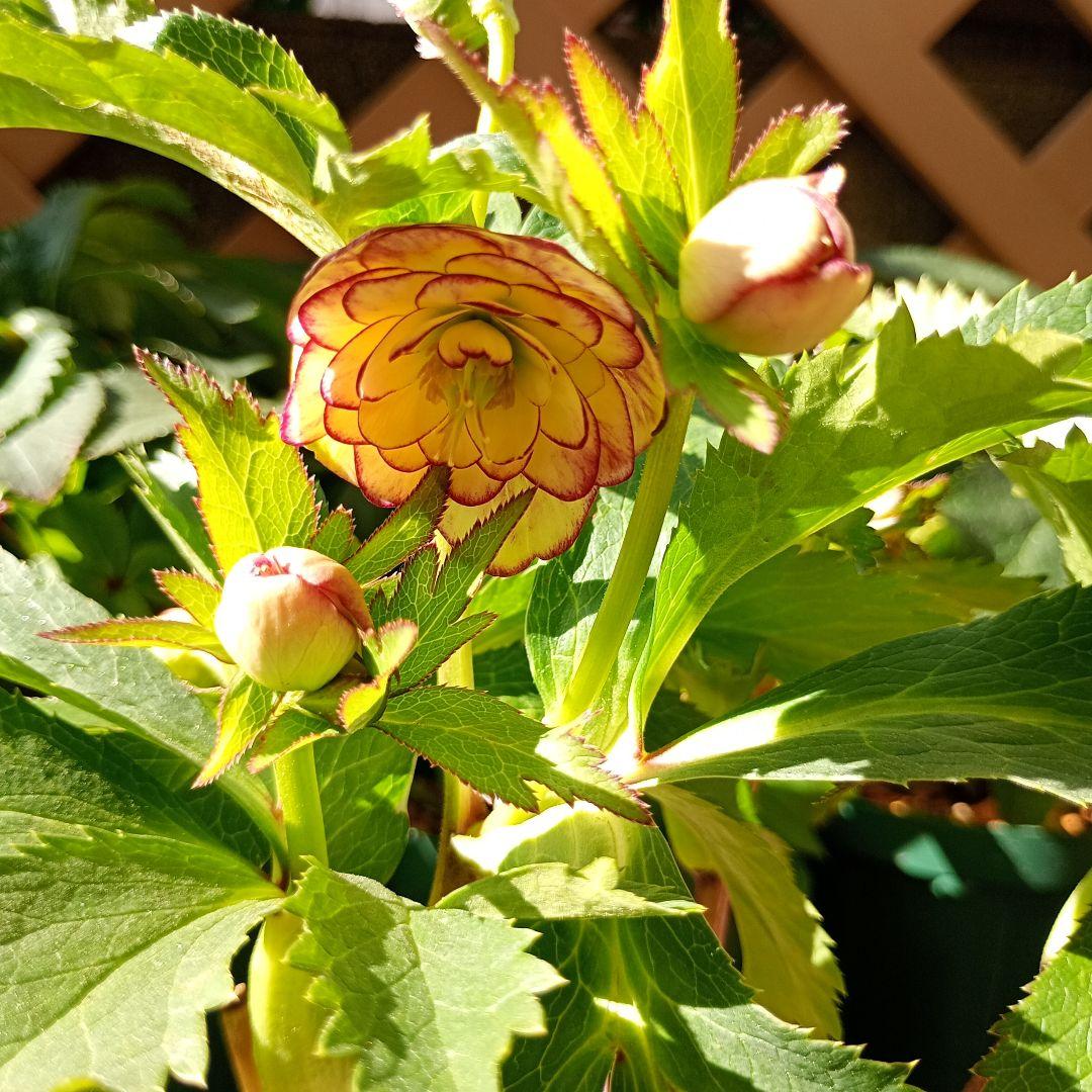 クリスマスローズ　超小輪多花性ddイエローピコティ（フレグランス交配）